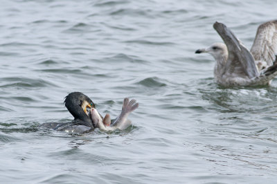 Great Cormorant and Herring Gull