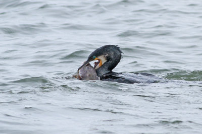 Great Cormorant