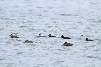 Black Scoters