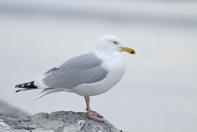 Herring Gull