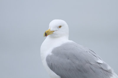 Herring Gull