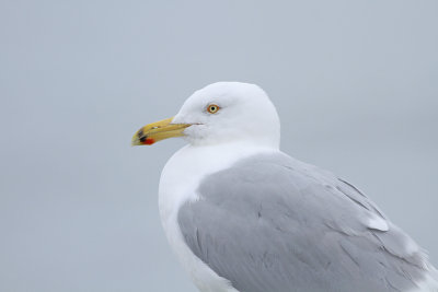 Herring Gull