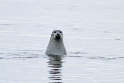 Harbor Seal