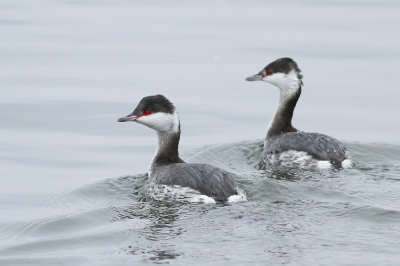 Horned Grebes