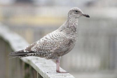 Herring Gull (1st cycle)