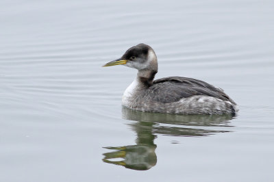 Red-necked Grebe