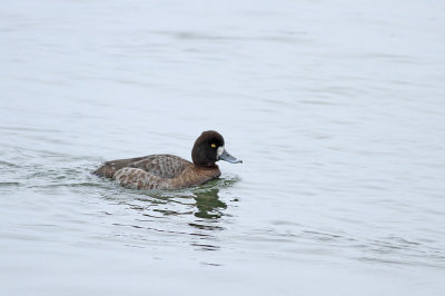 Lesser Scaup