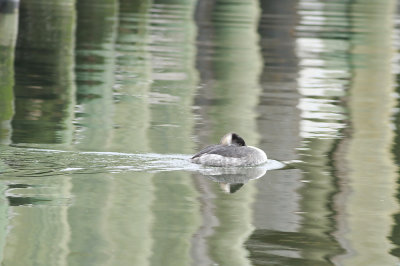 Red-necked Grebe