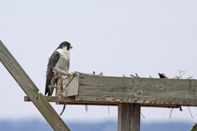 Peregrine Falcon (adult Anatum)