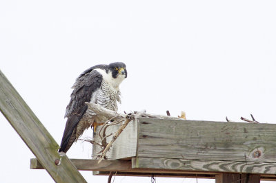 Peregrine Falcon (adult Anatum)