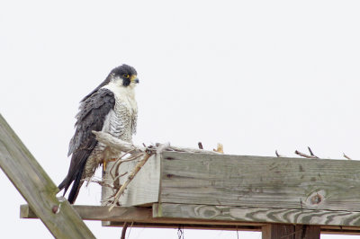 Peregrine Falcon (adult Anatum)