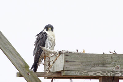 Peregrine Falcon (adult Anatum)