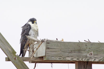 Peregrine Falcon (adult Anatum)