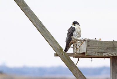 Peregrine Falcon (adult Anatum)