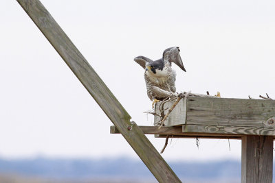 Peregrine Falcon (adult Anatum)