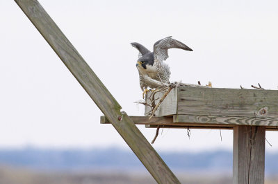 Peregrine Falcon (adult Anatum)