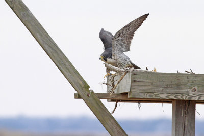Peregrine Falcon (adult Anatum)
