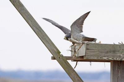 Peregrine Falcon (adult Anatum)