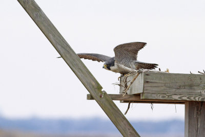 Peregrine Falcon (adult Anatum)