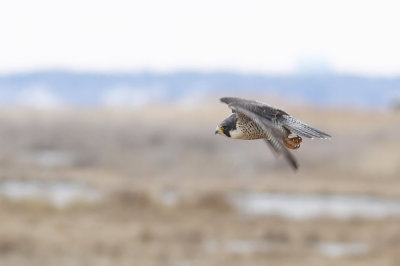 Peregrine Falcon (adult Anatum)