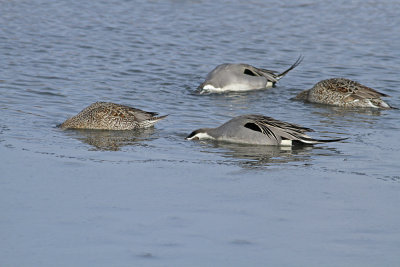 Northern Pintails