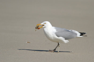 Herring Gull