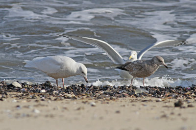 Glaucous Gull and friends