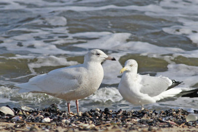 Glaucous Gull and Herring Gull