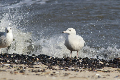 Glaucous Gull and Herring Gull