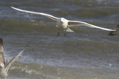 Glaucous Gull 