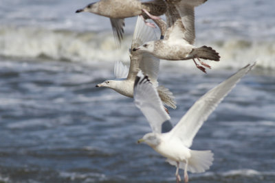 Glaucous Gull and Herring Gulls