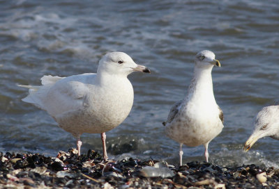 Glaucous Gull and Herring Gull