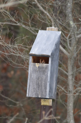 Eastern Screech Owl