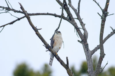 Sharp-shinned Hawk