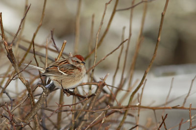 American Tree Sparrow