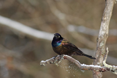 Common Grackle