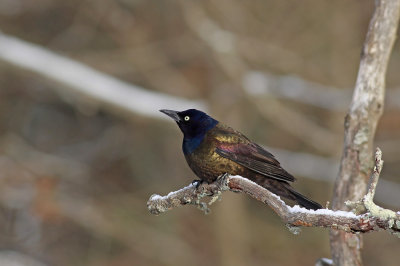 Common Grackle