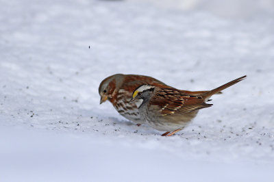 White-throated Sparrow and Fox sparrow