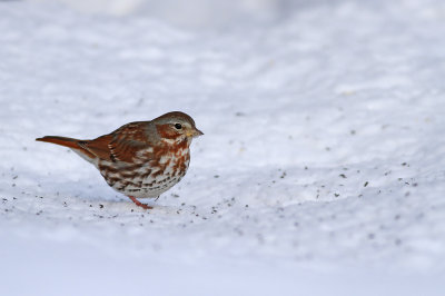 Fox Sparrow