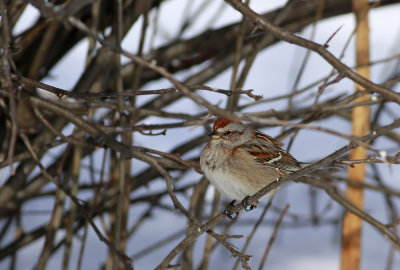 American Tree Sparrow