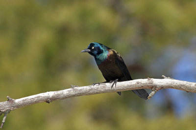 Common Grackle