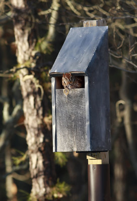 Eastern Screech Owl