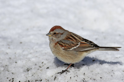 American Tree Sparrow