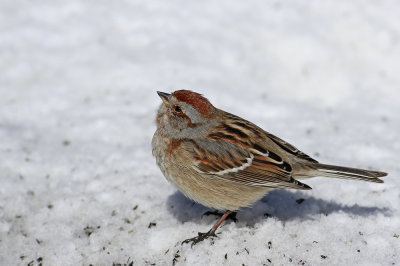 American Tree Sparrow
