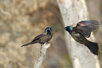 Common Grackles