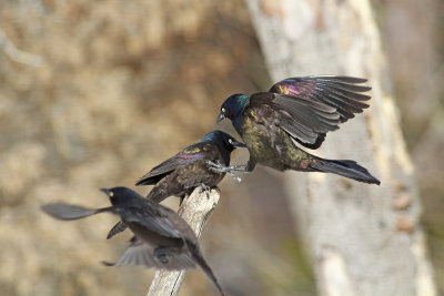 Common Grackles