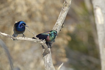 Common Grackles