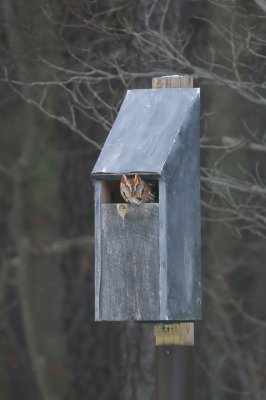 Eastern Screech Owl