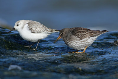 Purple Sandpiper and Sanderling