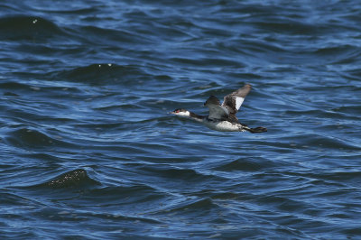 Horned Grebe
